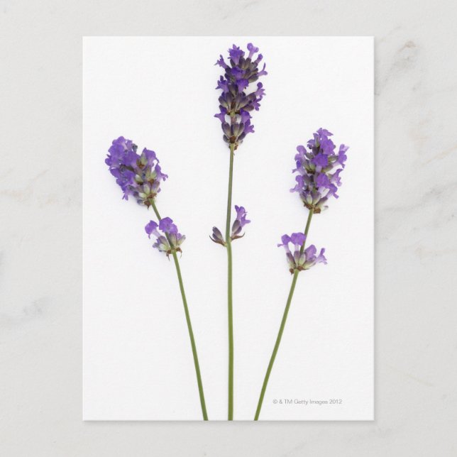 Drei Stufen lila englischer Lavendel-Blume, Postkarte (Vorderseite)