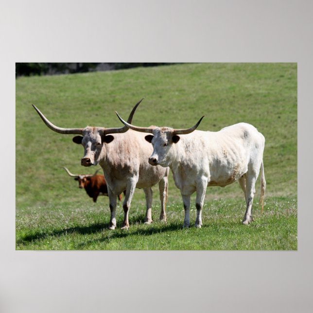 Drei Texas Longhorns Poster (Vorne)