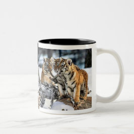 Drei Tigerclubs im Schnee Kunst Geschenke Zweifarbige Tasse