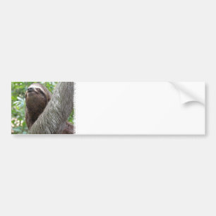 Drei Toed Sloth-Autoaufkleber Autoaufkleber