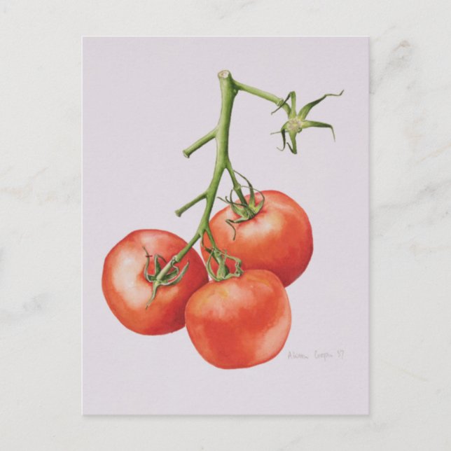 Drei Tomaten/Paradeiser im Weinbau 1997 Postkarte (Vorderseite)