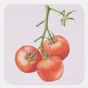 Drei Tomaten/Paradeiser im Weinbau 1997 Quadratischer Aufkleber