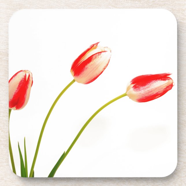 Drei Tulips in Weiß Getränkeuntersetzer (Vorderseite)