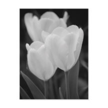 Drei Tulips