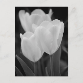 Drei Tulips Postkarte