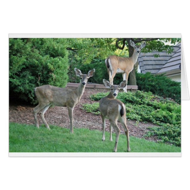 Drei tut das Betrachten der Kamera (Vorderseite (Horizontal))