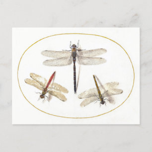 Drei Vintage Libellen Postkarte