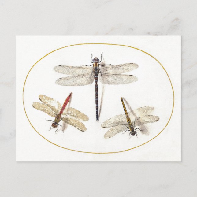 Drei Vintage Libellen Postkarte (Vorderseite)