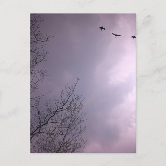 Drei Vögel fliegen so hoch Postkarte (Vorderseite)