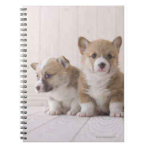 Drei Waliser Corgi Notizblock