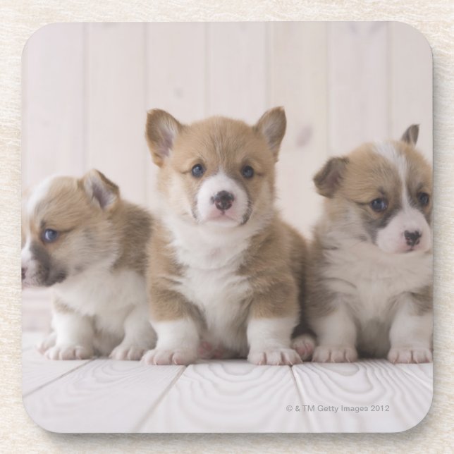 Drei Waliser Corgi Untersetzer (Vorderseite)