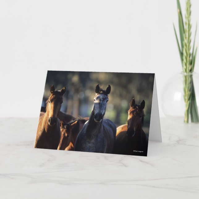 Drei Warmblüten, Stehend hintergrundbeleuchtet Karte (Vorderseite)