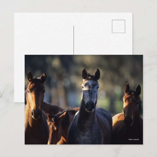 Drei Warmblüten, Stehend hintergrundbeleuchtet Postkarte (Vorne/Hinten)