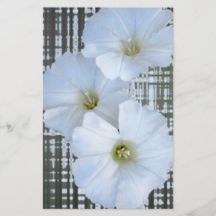 drei weiße Blume