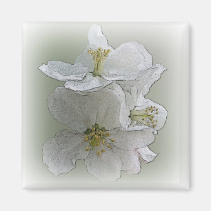 drei weiße Blume Magnet