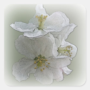 drei weiße Blume Quadratischer Aufkleber