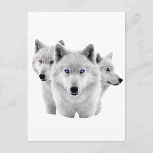 Drei weiße Wölfe Postkarte (Vorderseite)