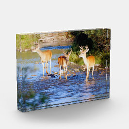 Drei Weißschwanzbucks in Creek Fotoblock