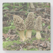 Drei wilde Morchelpilze im Holz