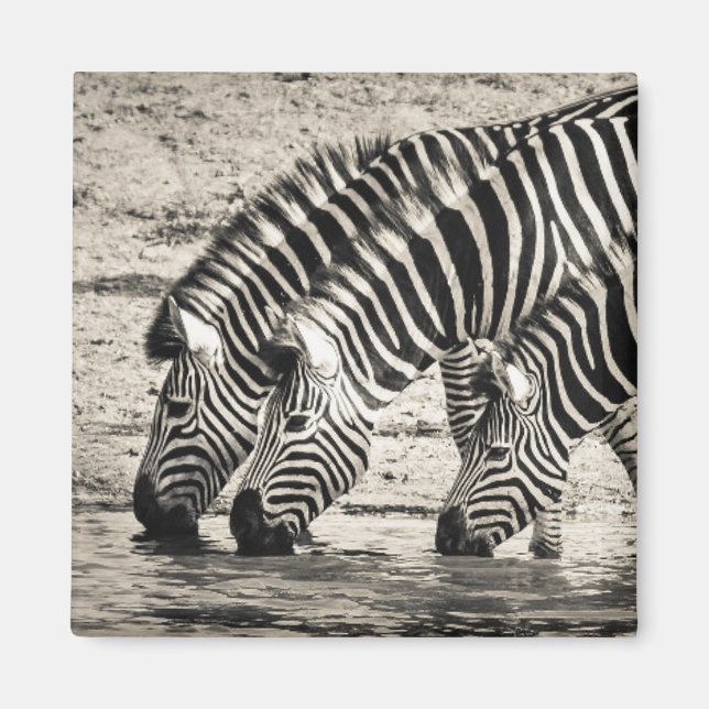 Drei Zebras Drinks Magnet (Vorne)