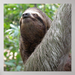 Drei-Zehen-Sloth-Poster Poster