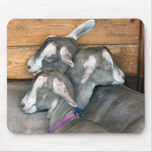 Drei Ziegen kuscheln im Stallgehege Mousepad