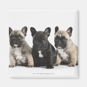 Drei Zucht- Welpen Magnet