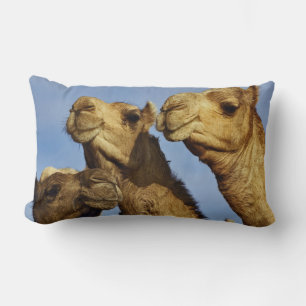 Dreiergruppe von Kamelen, Kamelmarkt, Kairo, Ägypt Lendenkissen