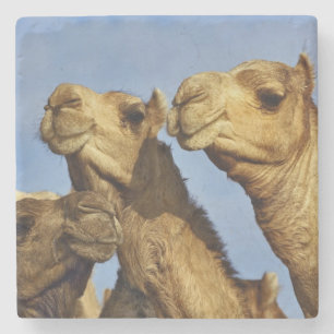 Dreiergruppe von Kamelen, Kamelmarkt, Kairo, Ägypt Steinuntersetzer