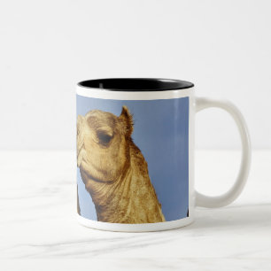 Dreiergruppe von Kamelen, Kamelmarkt, Kairo, Ägypt Zweifarbige Tasse