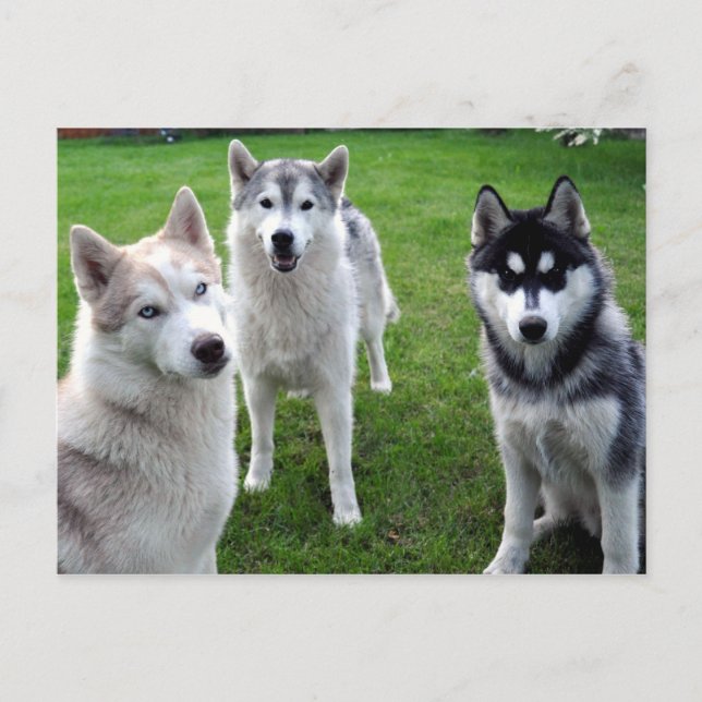 dreierlei postkarte (Vorderseite)