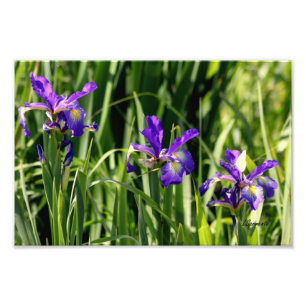 Dreifache lila Iris-Fotokunst Fotodruck
