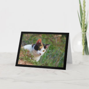 Dreifarbige Katze auf Beutefang Karte