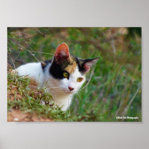Dreifarbige Katze auf Beutefang Poster