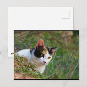 Dreifarbige Katze auf Beutefang Postkarte