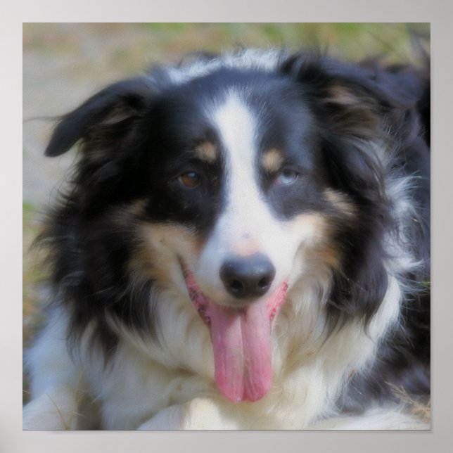Dreifarbiger Border Collie Gesicht Poster (Vorne)