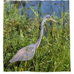 Dreifarbiger Reiher watet im Sumpf Duschvorhang