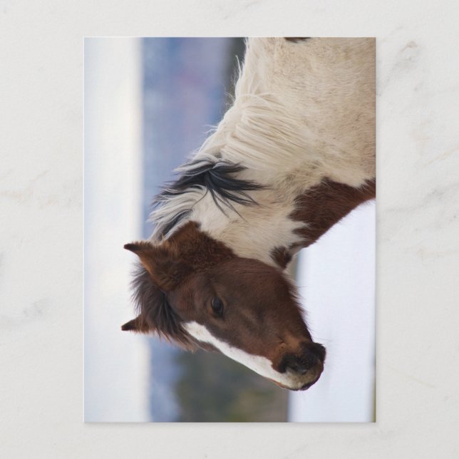 Dreifarbiges Pferd Postkarte (Vorderseite)