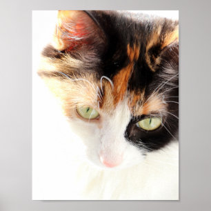 Dreifarbkatze Poster