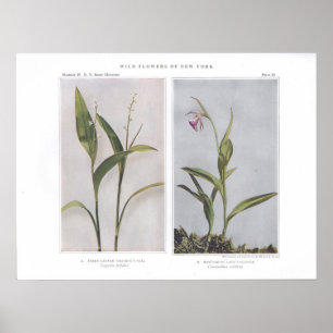 Dreigezogenes Solomon-Siegel - Vagnera trifolia Poster
