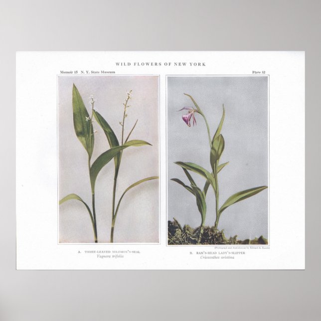 Dreigezogenes Solomon-Siegel - Vagnera trifolia Poster (Vorne)