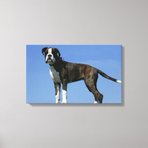 Dreimonatiges Baby Boxer-Welpe Leinwanddruck