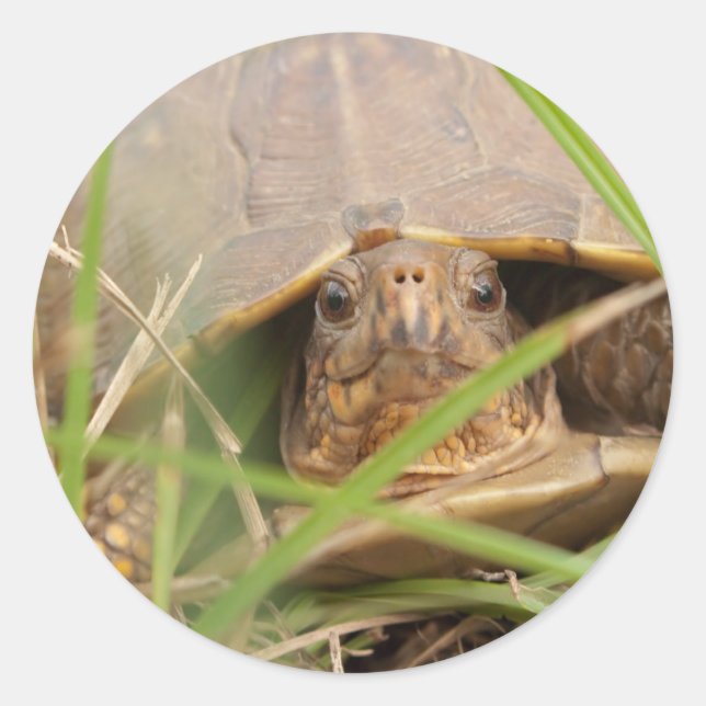 Dreischneidschildkröte Runder Aufkleber (Vorderseite)