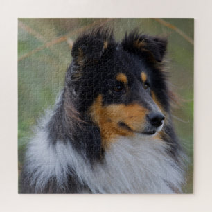 Dreisfarbensaltie (Shetland Sheepdog)