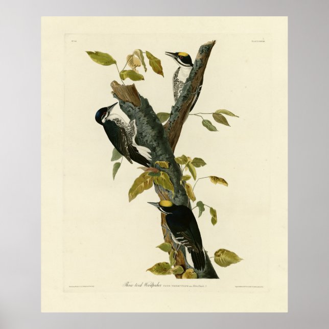 Dreizackiger Woodpecker - Audubons Vögel von Ameri Poster (Vorne)