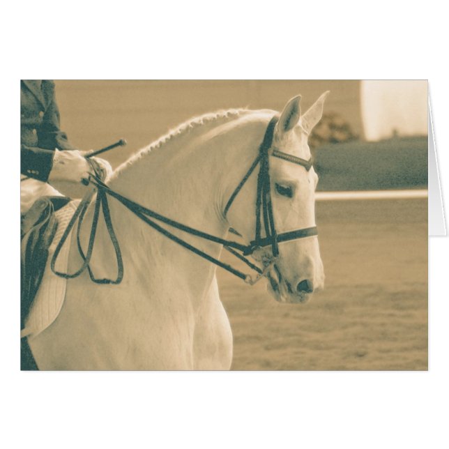 Dressage Horse (Vorderseite (Horizontal))