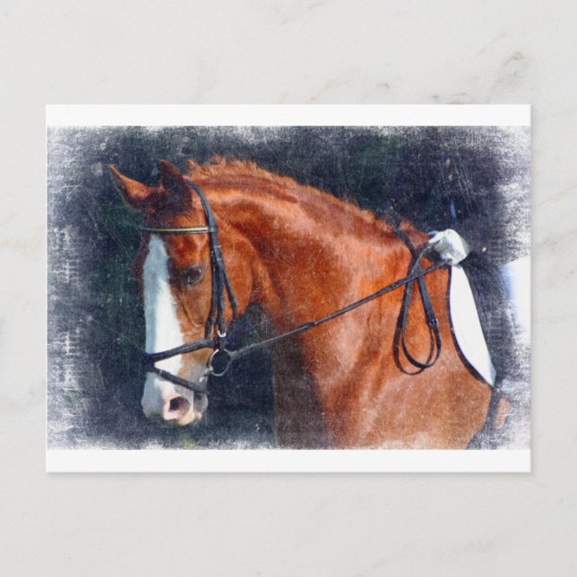 Dressage Horse Postkarte (Vorderseite)
