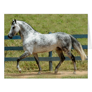 Dressage Montrer Cheval