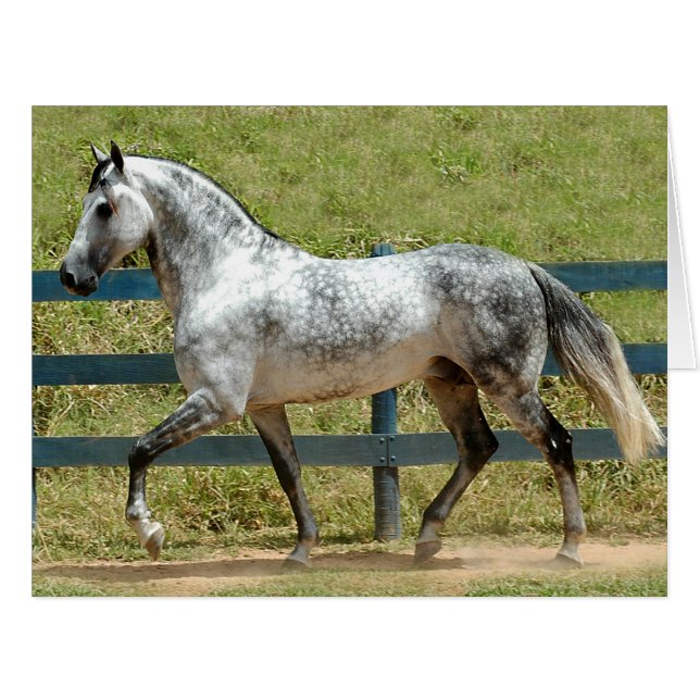 Dressage Pferd anzeigen (Vorderseite (Horizontal))