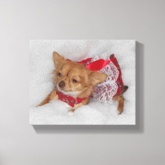 Dressy chihuahua leinwanddruck